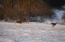 Deer Dash