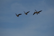 Geese On The Wing