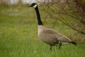 Handsome Goose