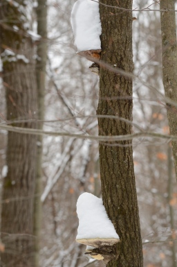 Snow-capped Tree Ears