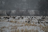 Geese In The Corn Stubble