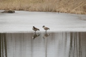 Geese "On" The Pond