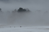 Fog In The Glen