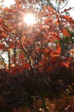 Bright Autumn Sun